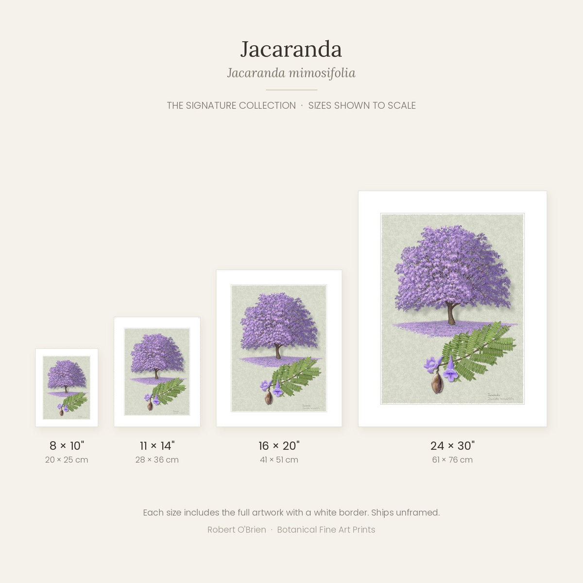 Jacaranda Signature print sizes shown to scale