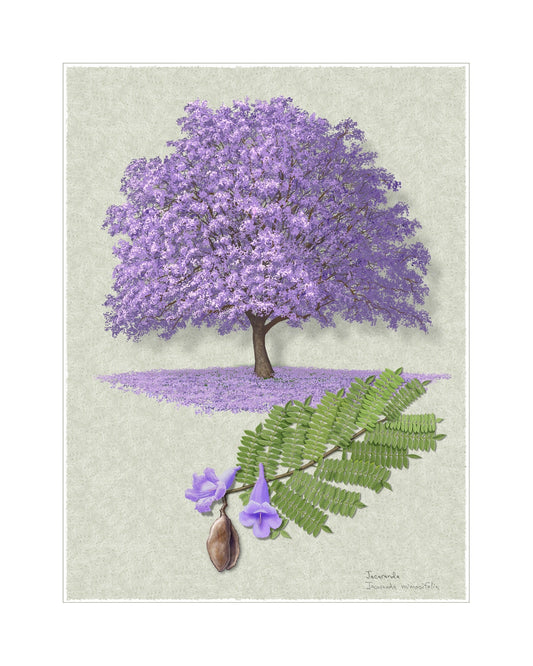 Jacaranda Signature botanical print by Robert O'Brien