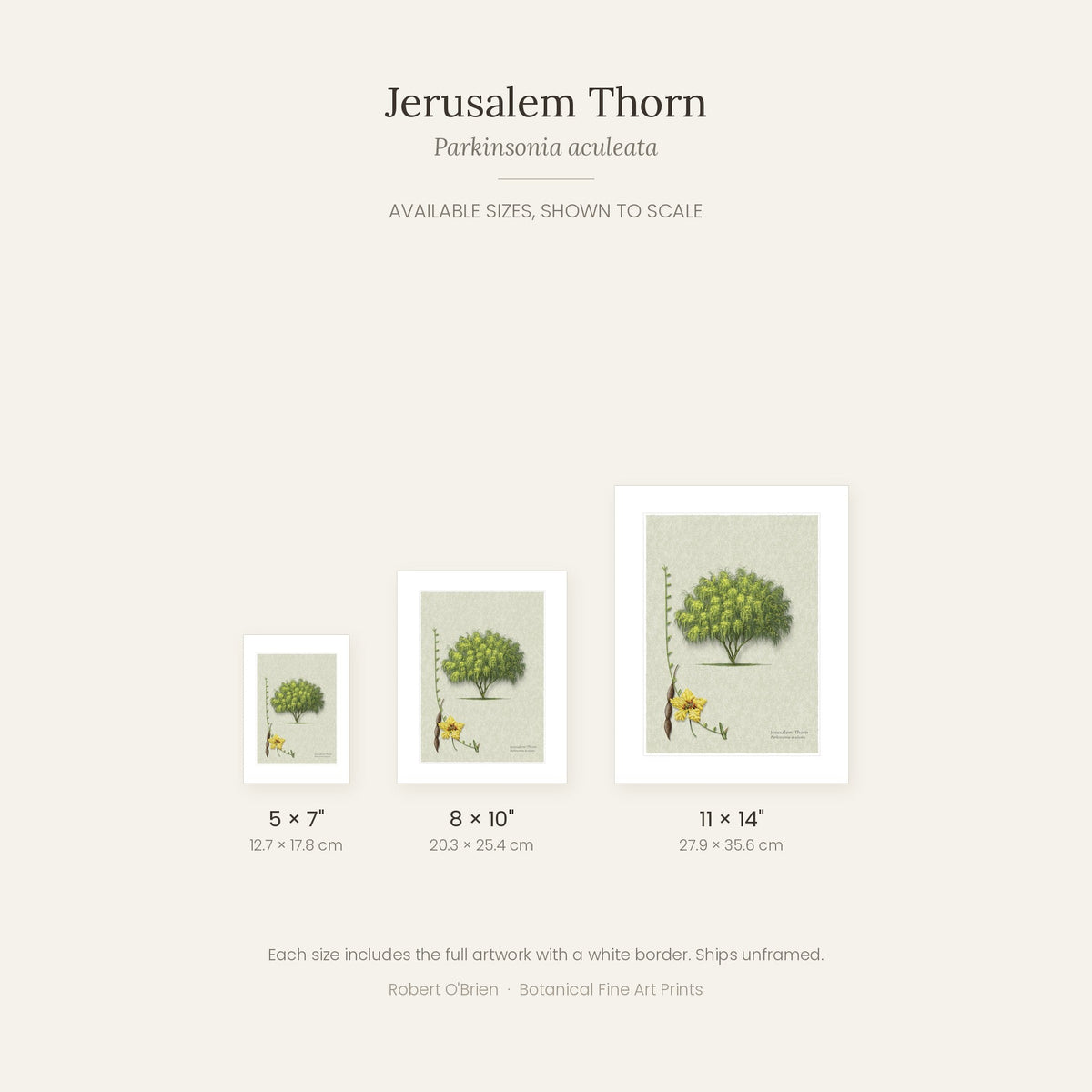 Jerusalem Thorn print in 5x7, 8x10 and 11x14 inch sizes, shown to scale