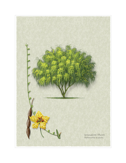 Jerusalem Thorn botanical illustration by Robert O'Brien