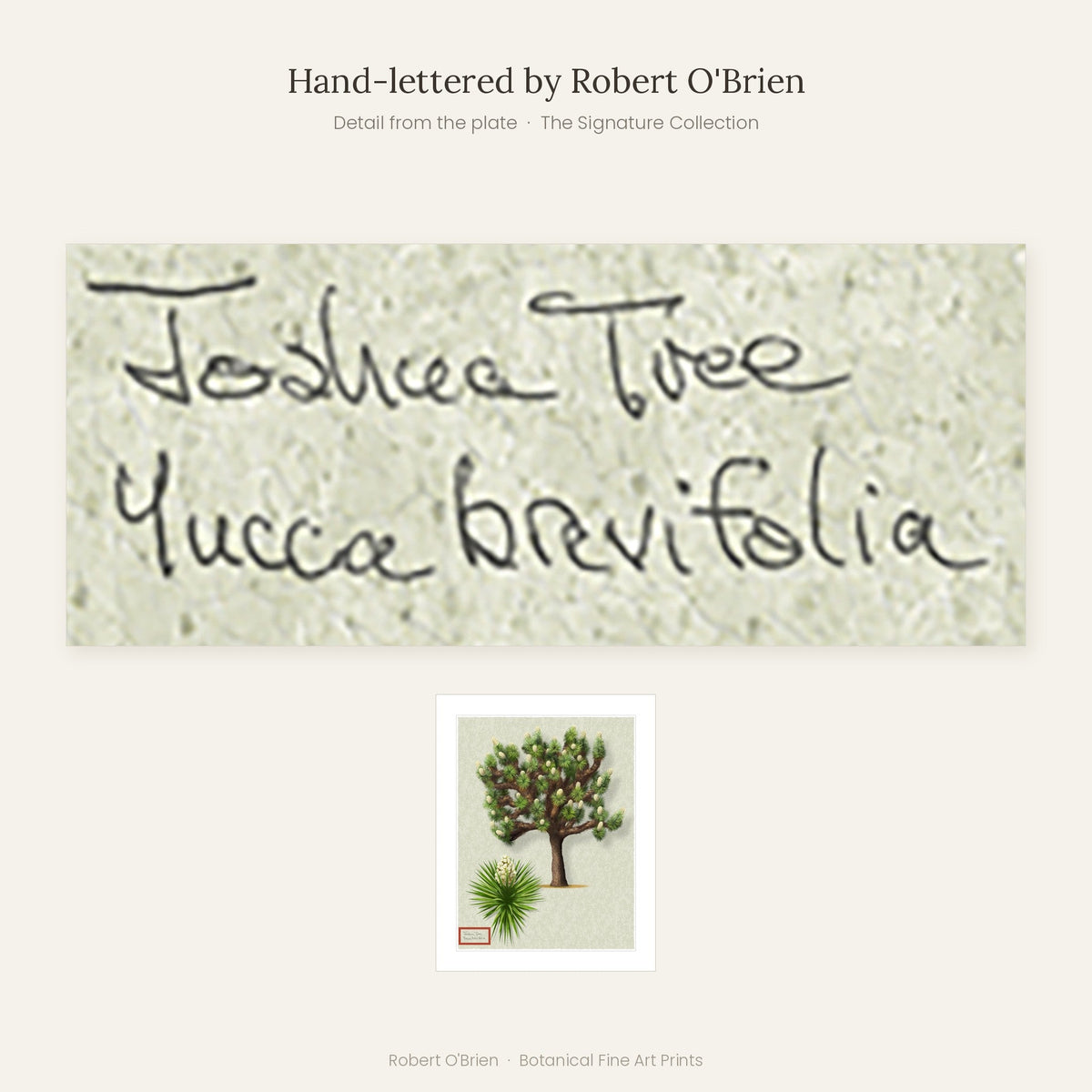Close-up of Robert O'Brien's hand-lettering on the Joshua Tree plate