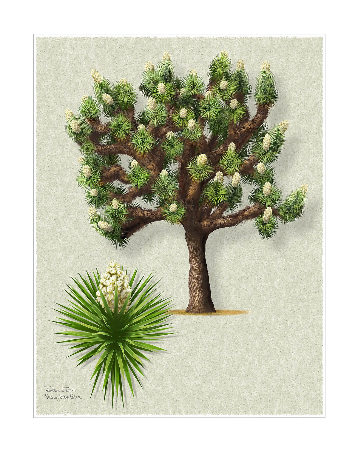 Joshua Tree Signature botanical print by Robert O'Brien