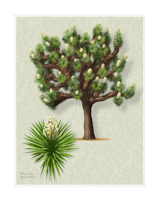 Joshua Tree Signature botanical print by Robert O'Brien
