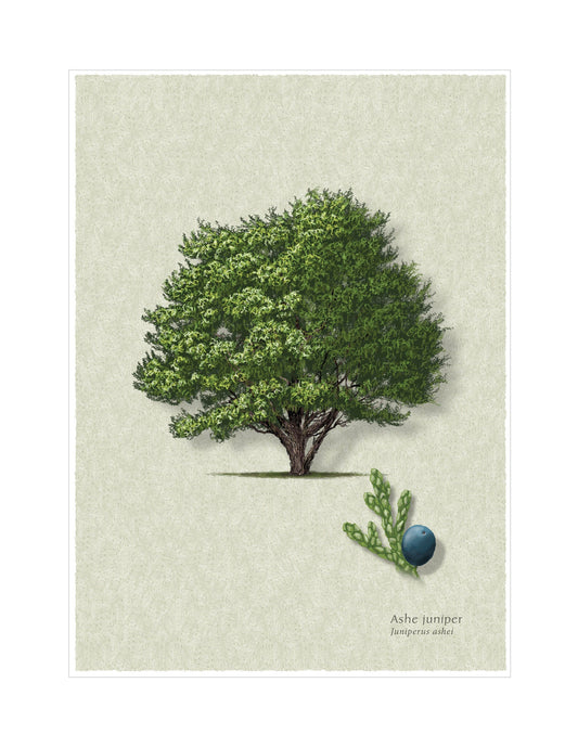 Ashe Juniper botanical illustration by Robert O'Brien