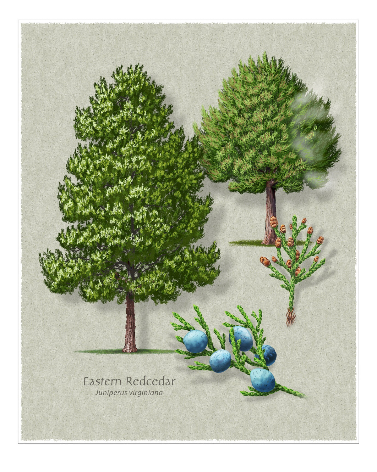 Eastern Red Cedar botanical illustration by Robert O'Brien