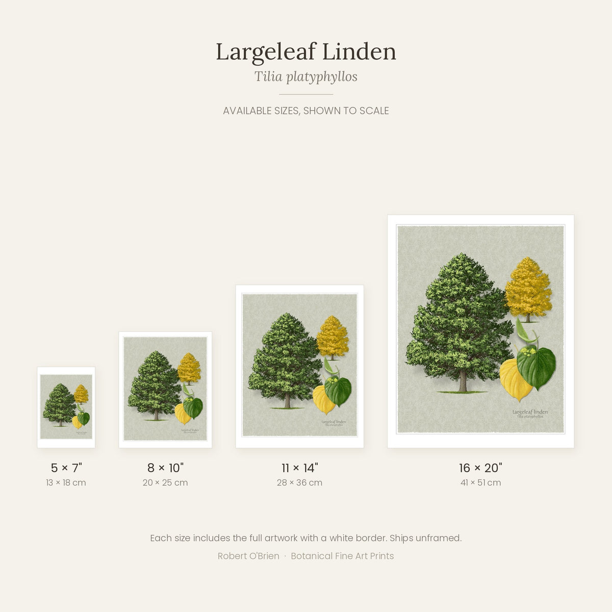 Largeleaf Linden print available sizes shown to scale