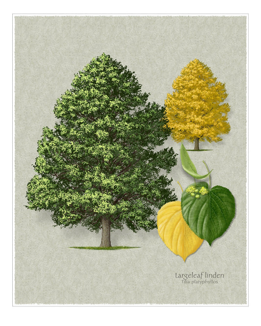 Largeleaf Linden botanical print by Robert O'Brien