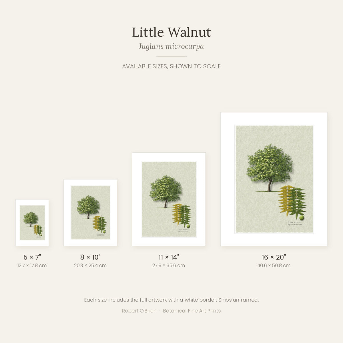 Little Walnut print in 5x7, 8x10, 11x14 and 16x20 inch sizes, shown to scale
