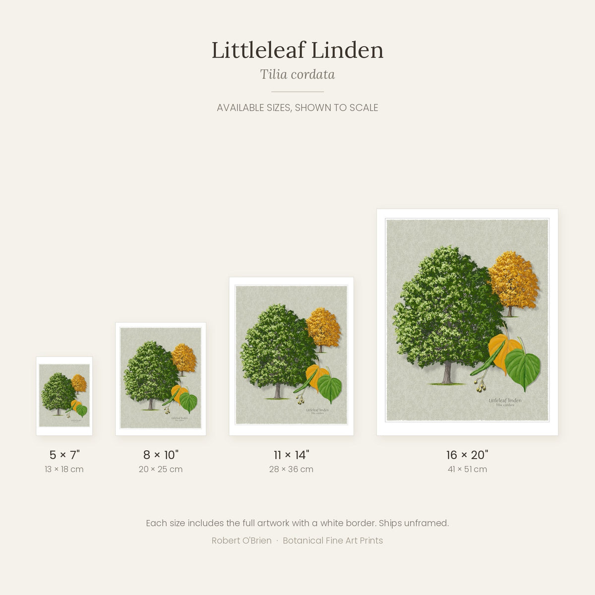 Littleleaf Linden print available sizes shown to scale