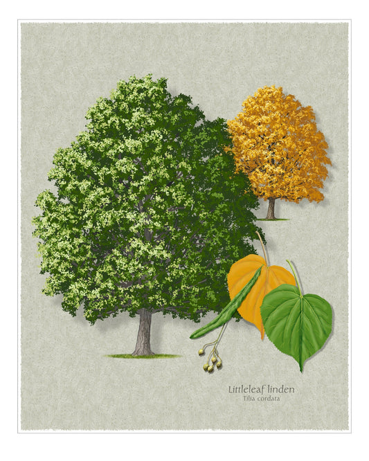 Littleleaf Linden botanical print by Robert O'Brien
