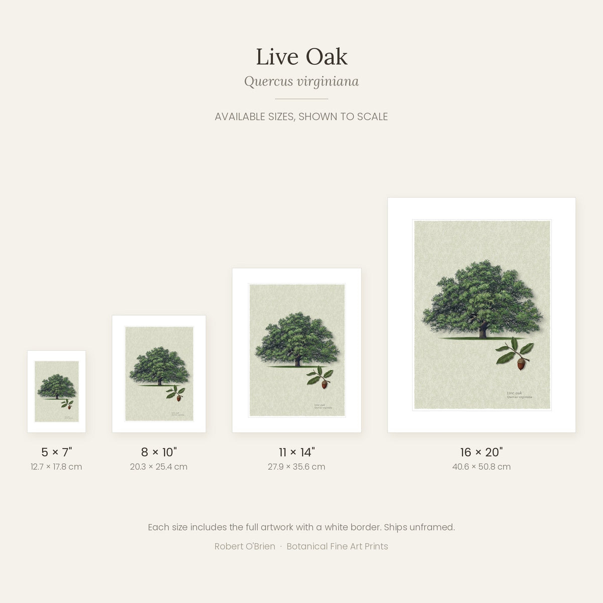 Live Oak print in 5x7, 8x10, 11x14 and 16x20 inch sizes, shown to scale