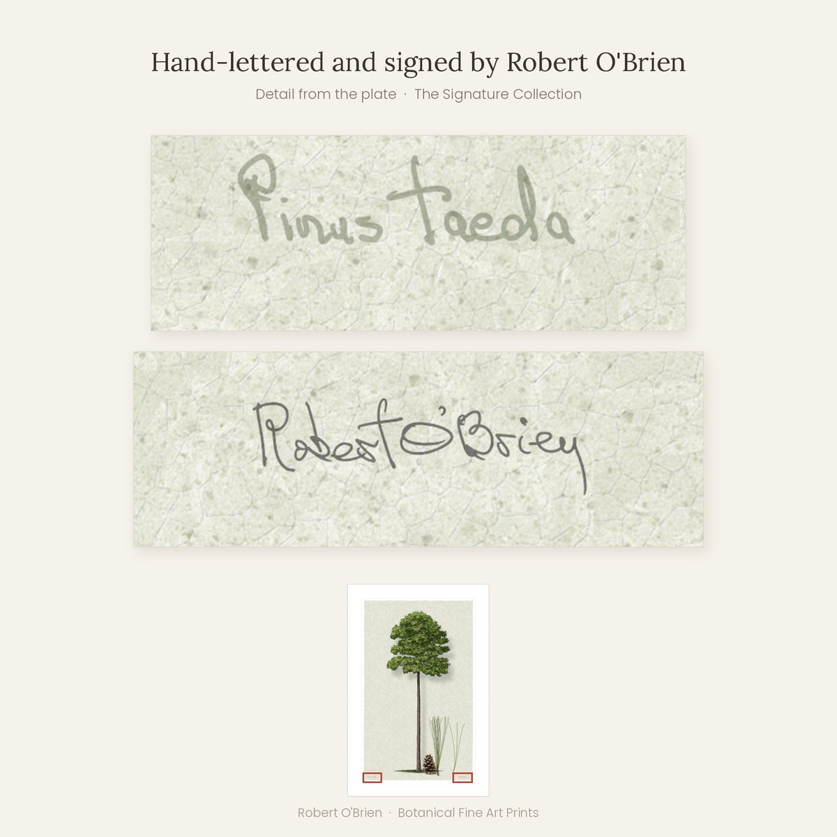 Close-up of Robert O'Brien's hand-lettering and signature on the Loblolly Pine plate