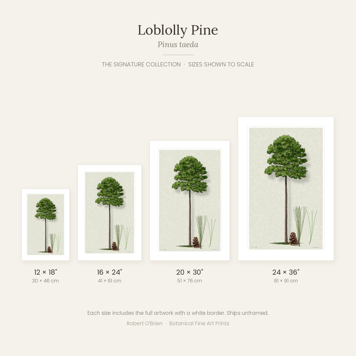 Loblolly Pine Signature print sizes shown to scale