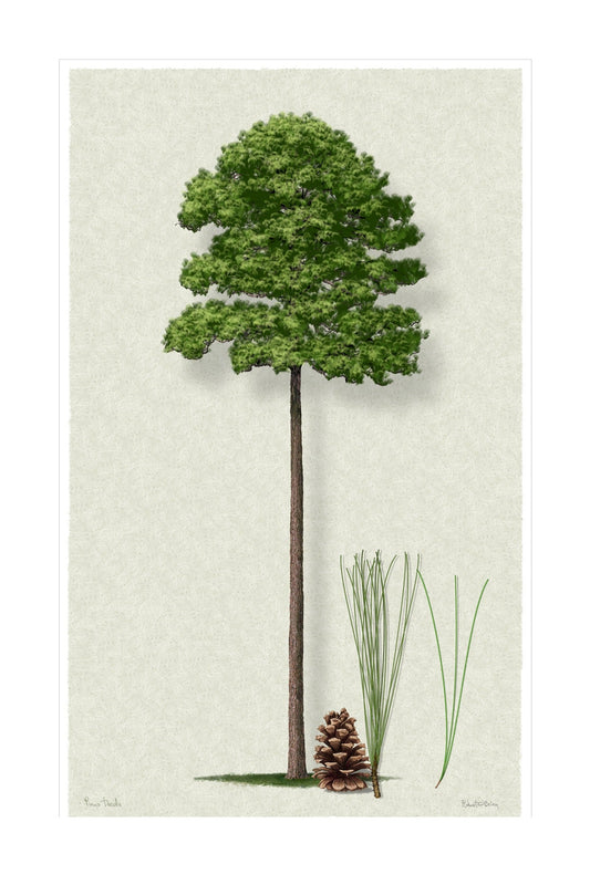 Loblolly Pine Signature botanical print by Robert O'Brien