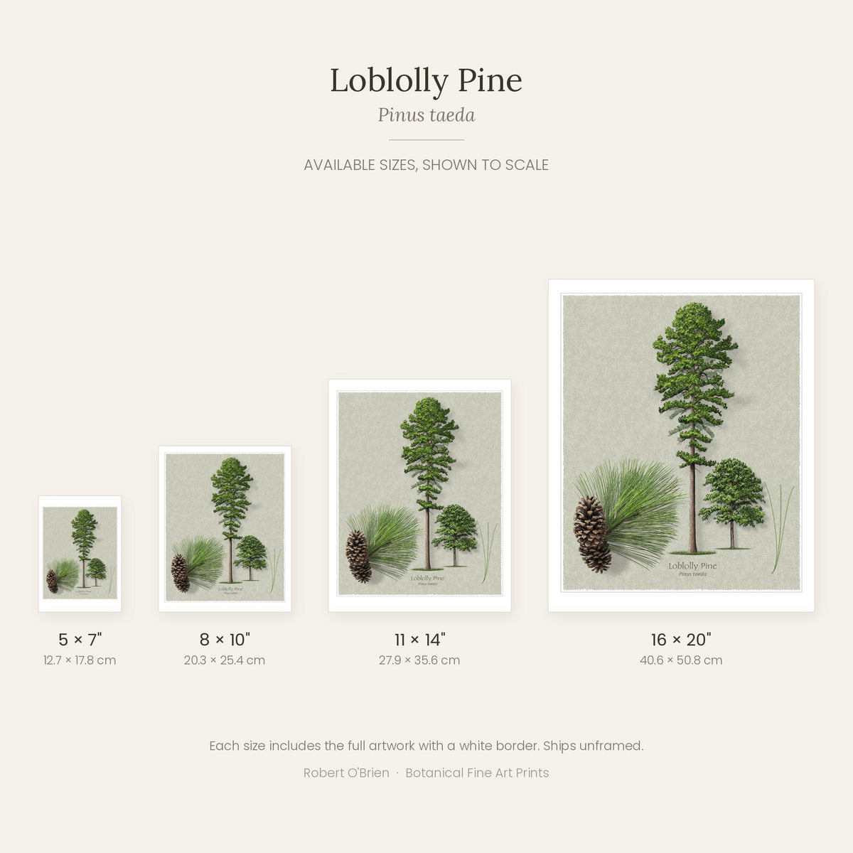 Loblolly Pine print in 5x7, 8x10, 11x14 and 16x20 inch sizes, shown to scale