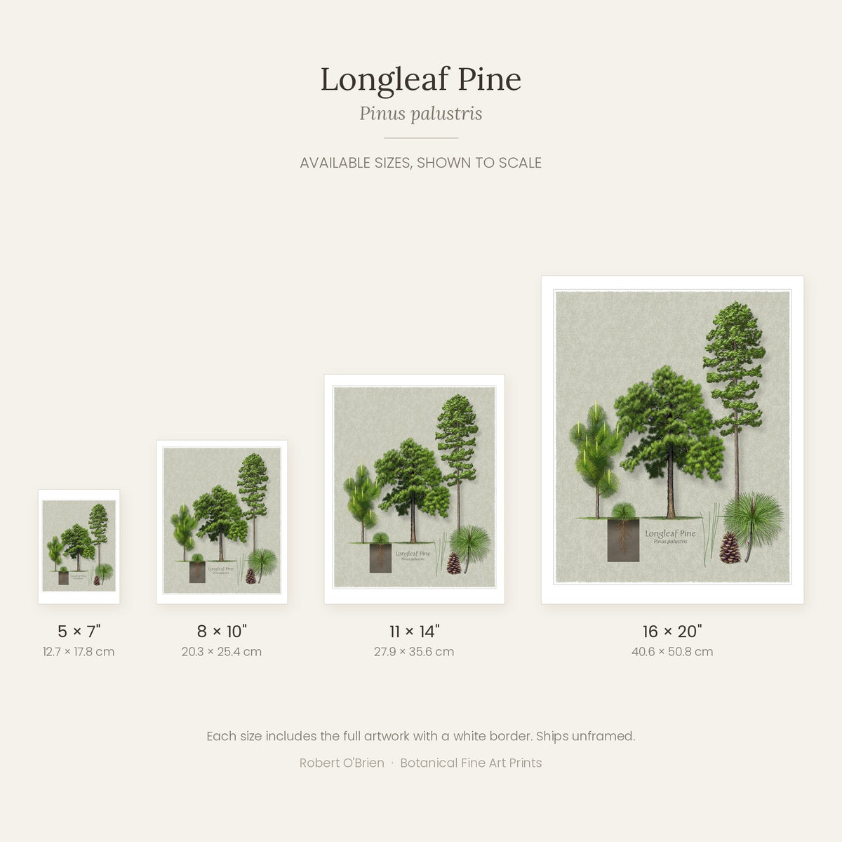 Longleaf Pine print in 5x7, 8x10, 11x14 and 16x20 inch sizes, shown to scale