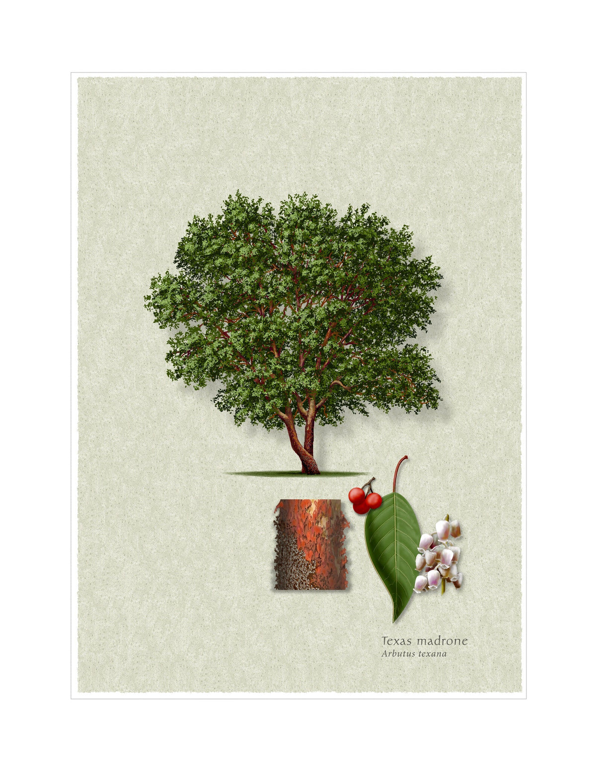 Texas Madrone botanical illustration by Robert O'Brien