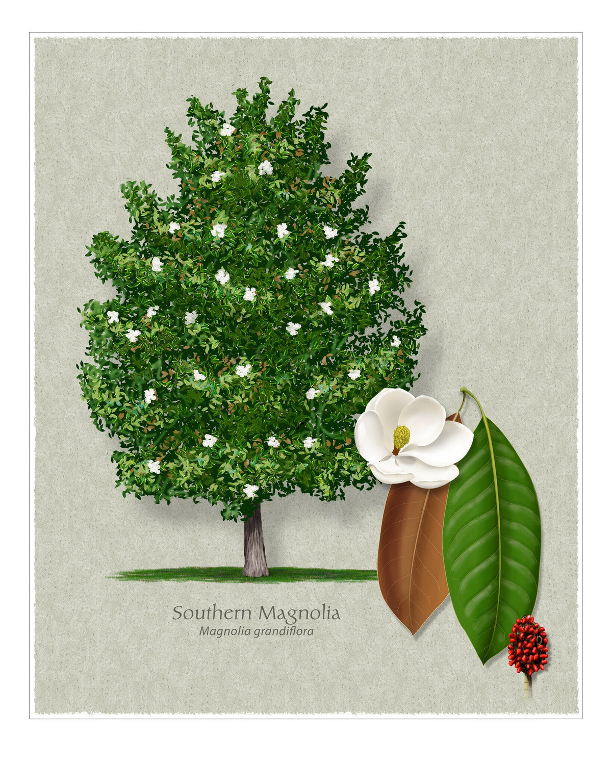 Southern Magnolia botanical illustration by Robert O'Brien