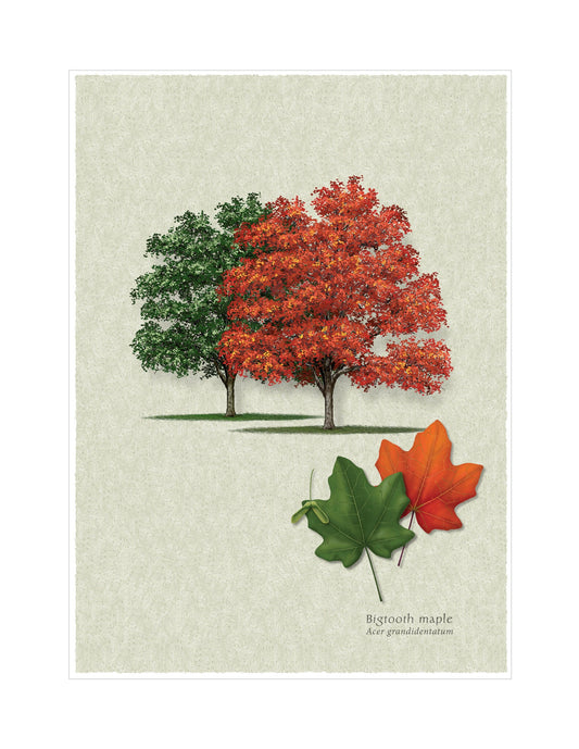Bigtooth Maple botanical illustration by Robert O'Brien