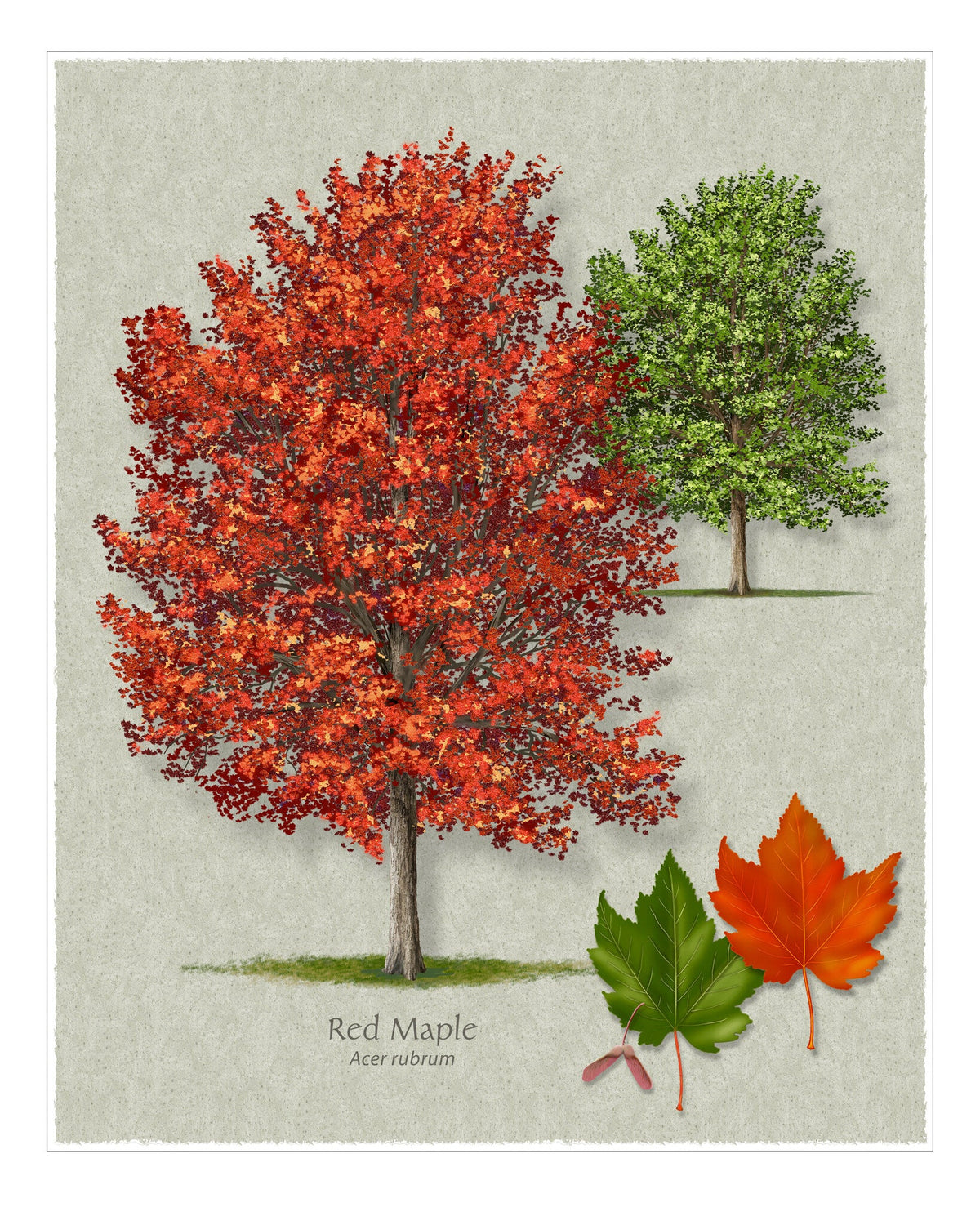 Red Maple botanical illustration by Robert O'Brien