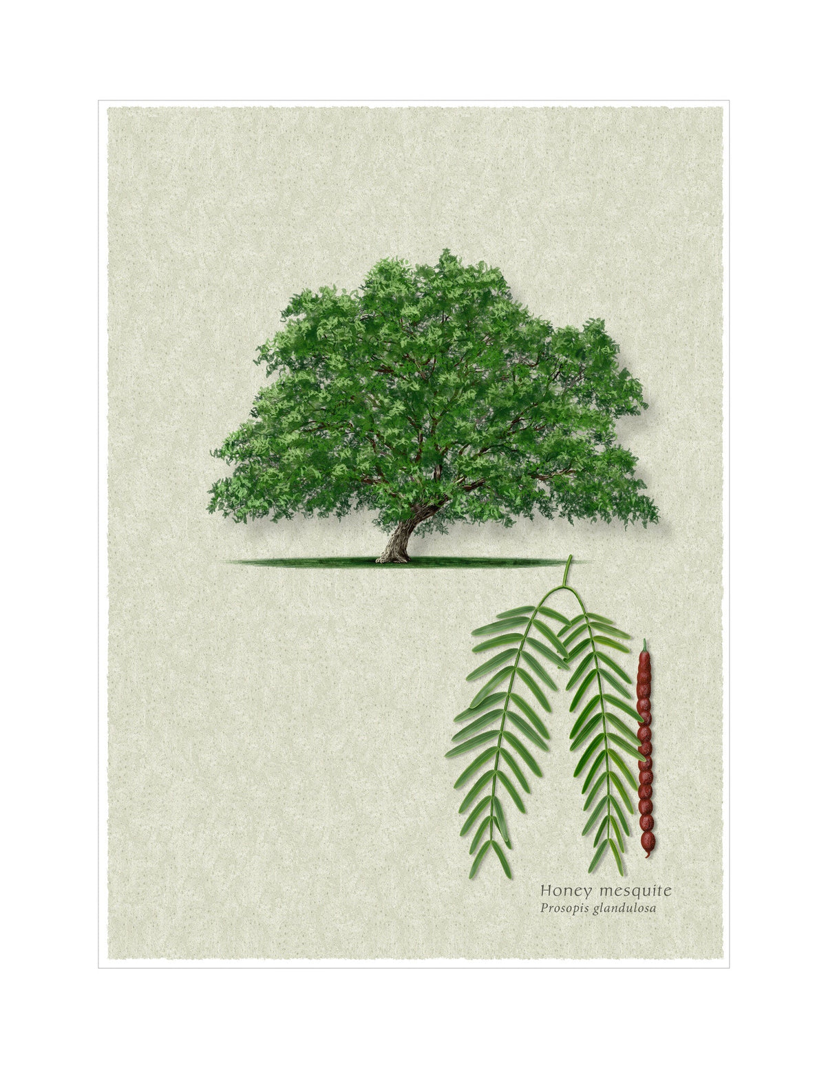 Honey Mesquite botanical illustration by Robert O'Brien