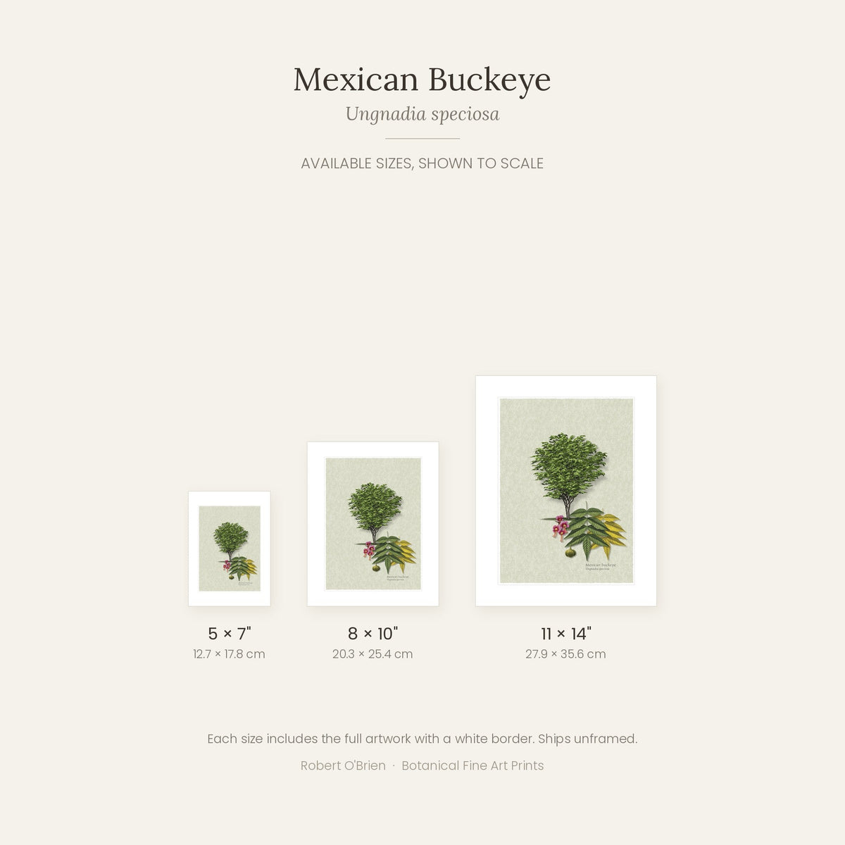 Mexican Buckeye print in 5x7, 8x10 and 11x14 inch sizes, shown to scale