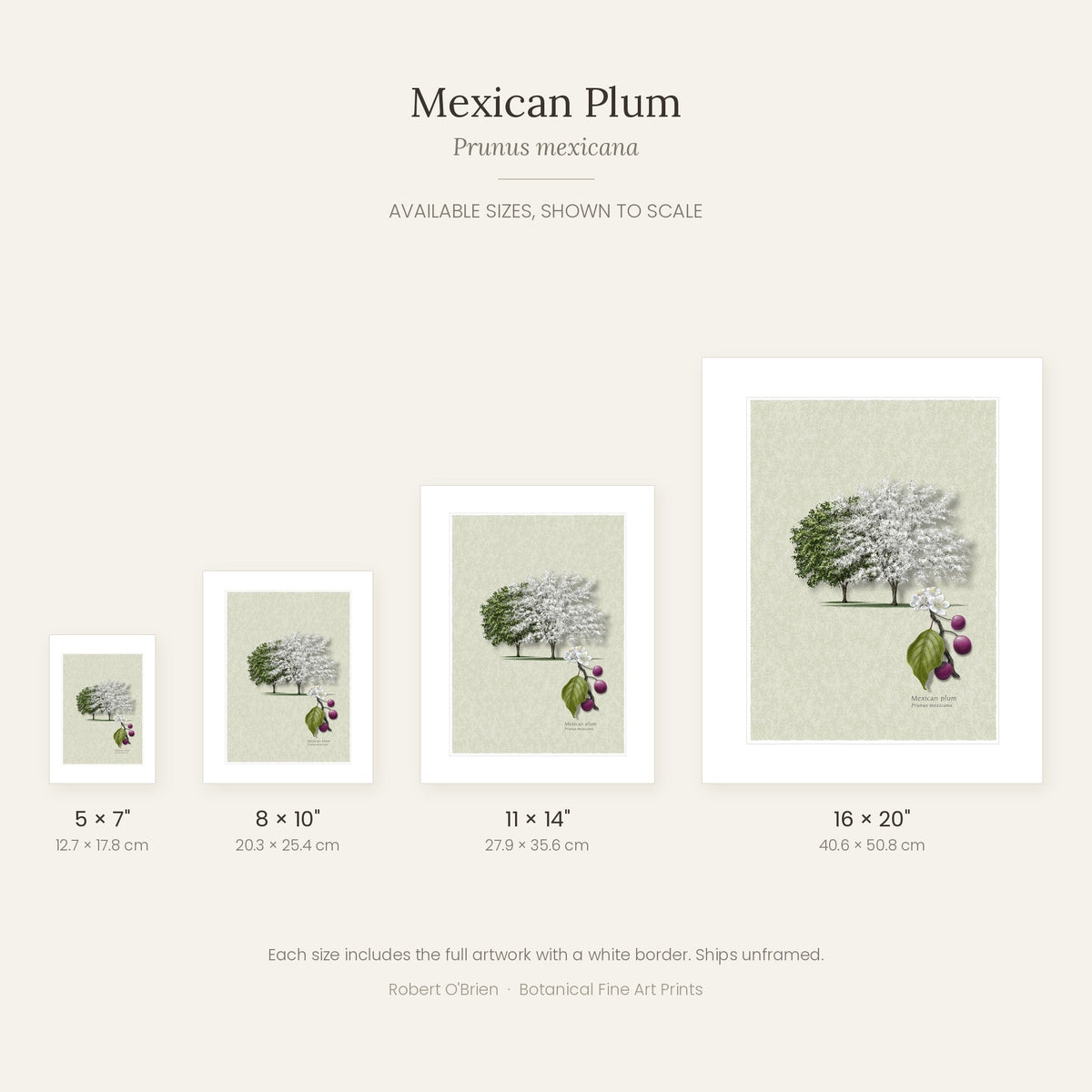 Mexican Plum print in 5x7, 8x10, 11x14 and 16x20 inch sizes, shown to scale