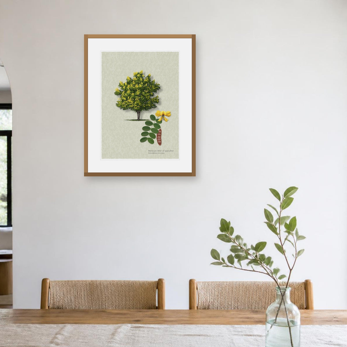 Mexican Poinciana botanical print by Robert O'Brien shown framed on a wall (frame not included)