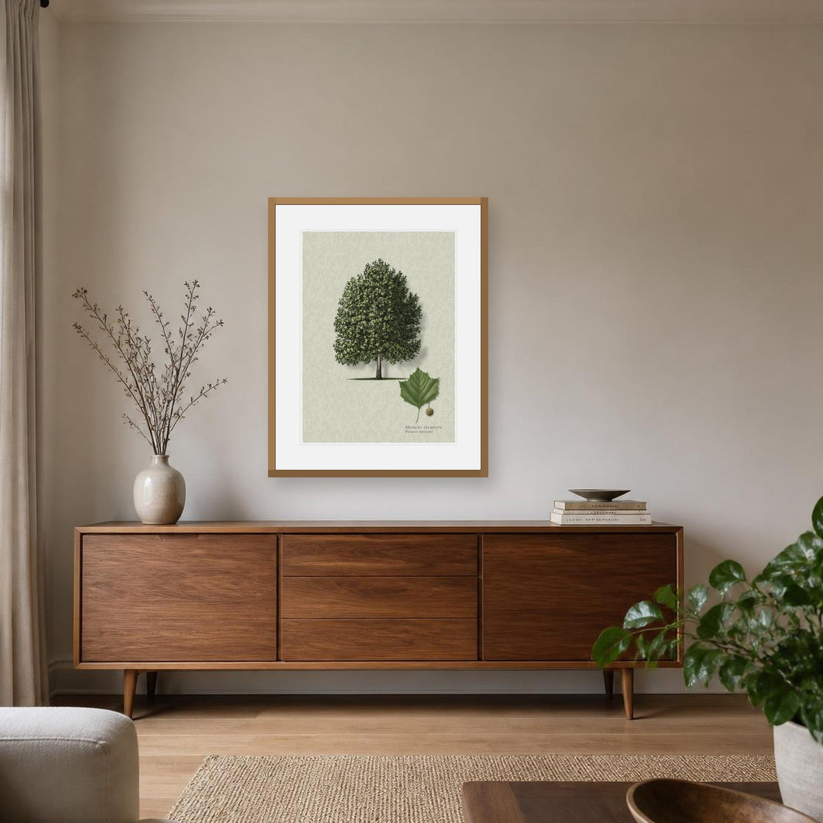 Mexican Sycamore botanical print by Robert O'Brien shown framed on a wall (frame not included)