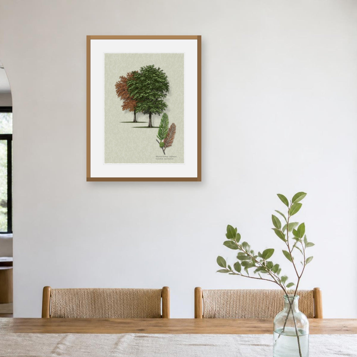 Montezuma Cypress botanical print by Robert O'Brien shown framed on a wall (frame not included)