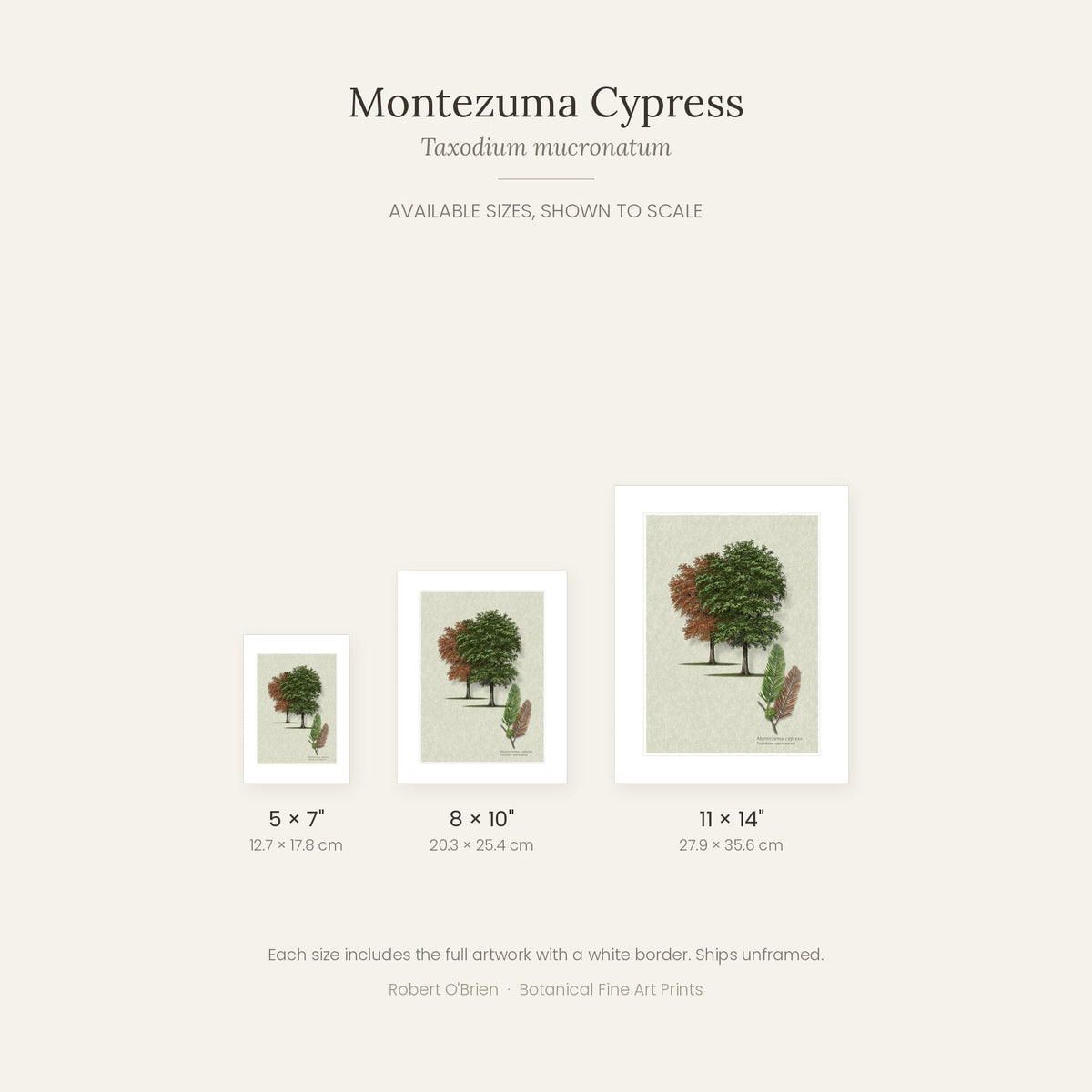 Montezuma Cypress print in 5x7, 8x10 and 11x14 inch sizes, shown to scale