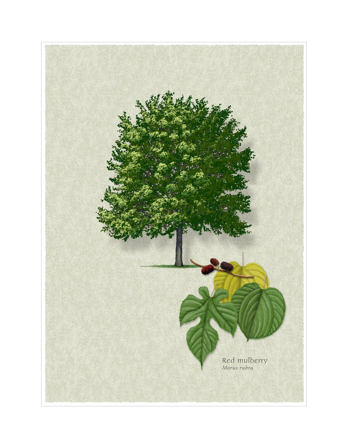 Red Mulberry botanical illustration by Robert O'Brien