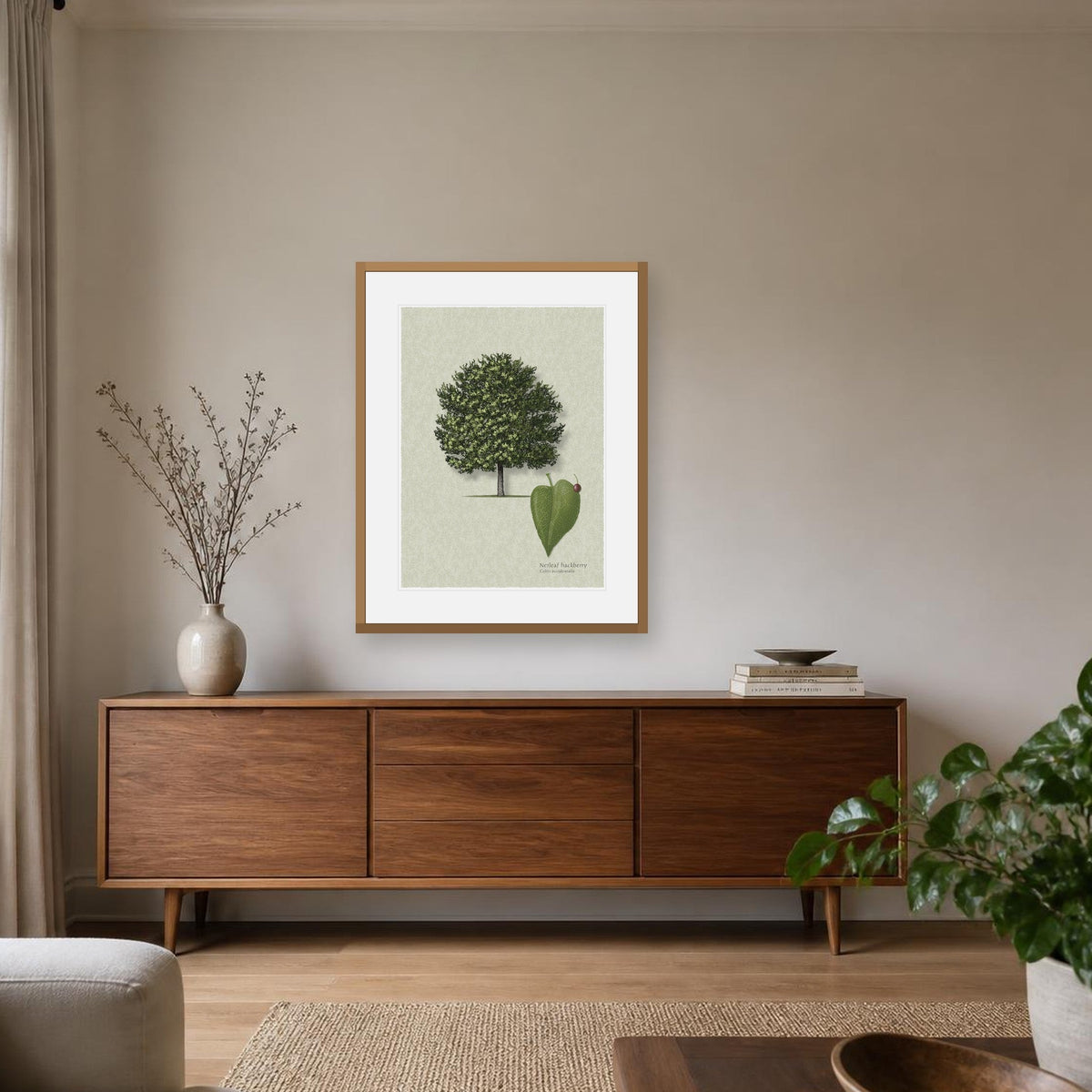 Netleaf Hackberry botanical print by Robert O'Brien shown framed on a wall (frame not included)