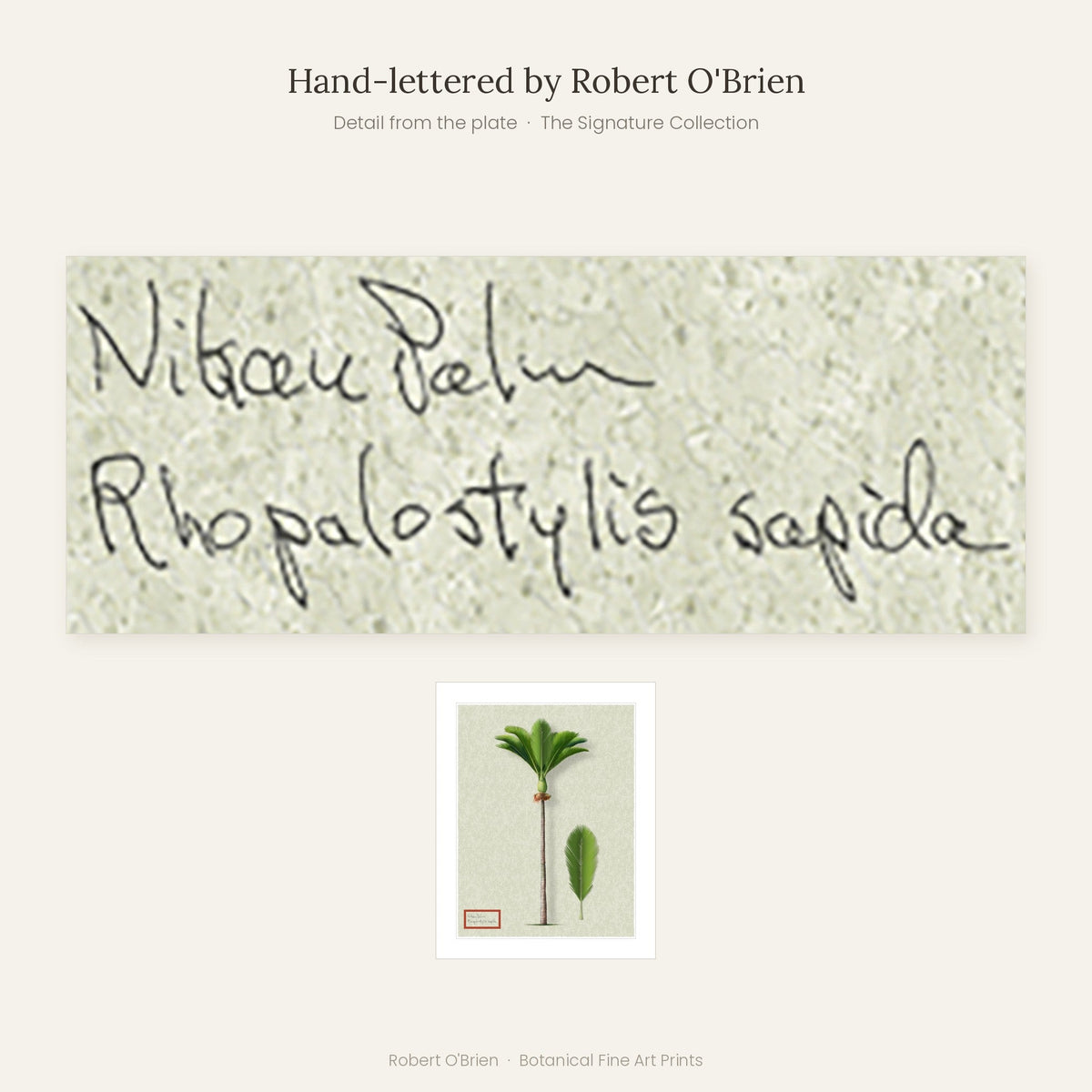 Close-up of Robert O'Brien's hand-lettering on the Nikau Palm plate