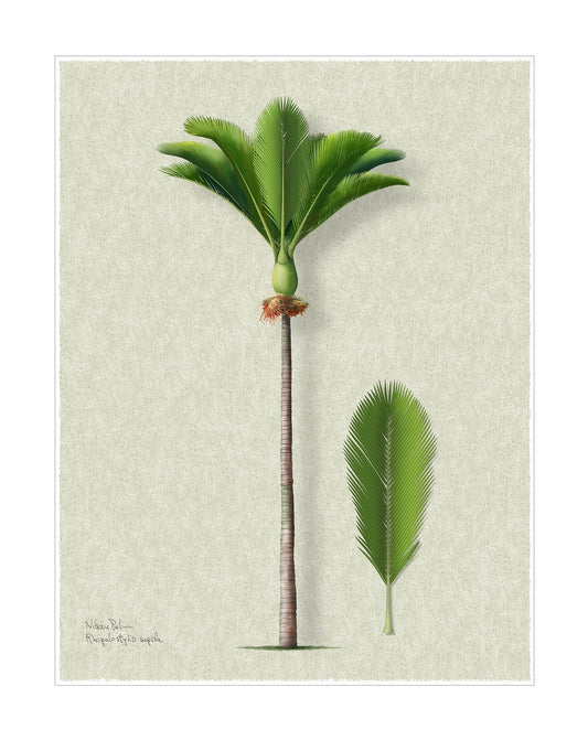 Nikau Palm Signature botanical print by Robert O'Brien