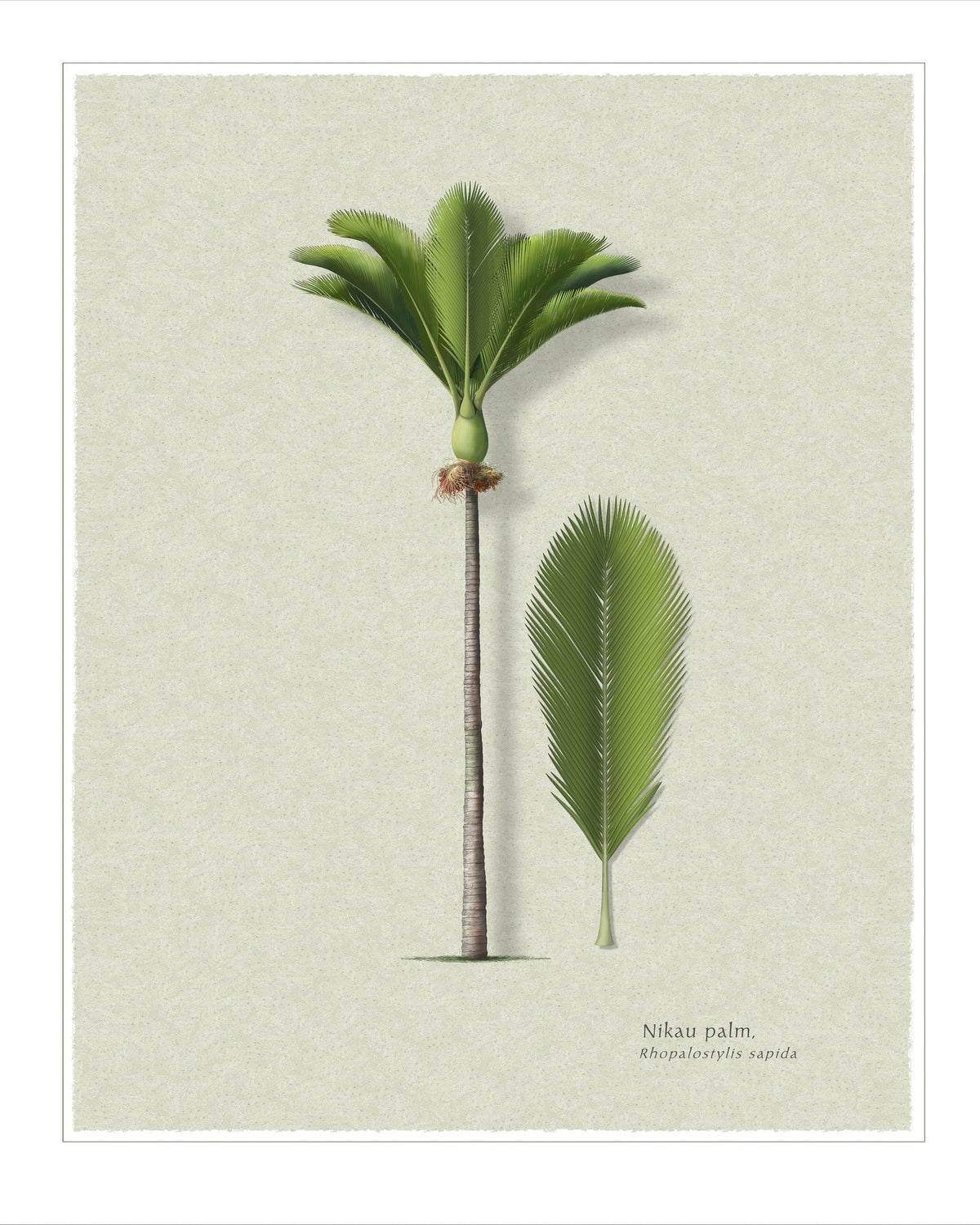 Nikau Palm botanical print by Robert O'Brien
