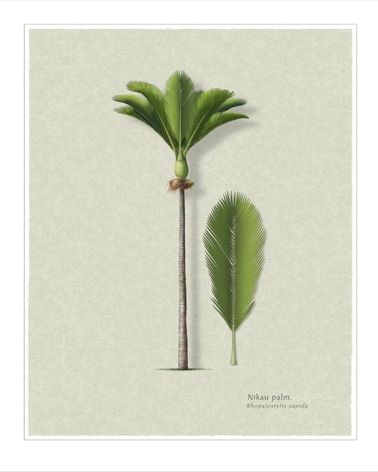 Nikau Palm botanical print by Robert O'Brien