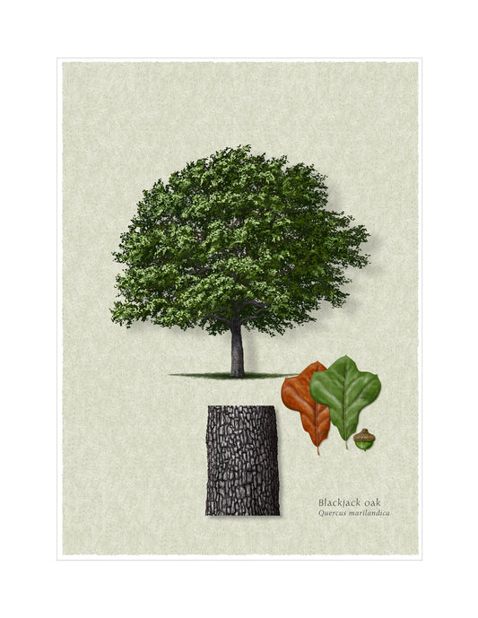 Blackjack Oak botanical illustration by Robert O'Brien
