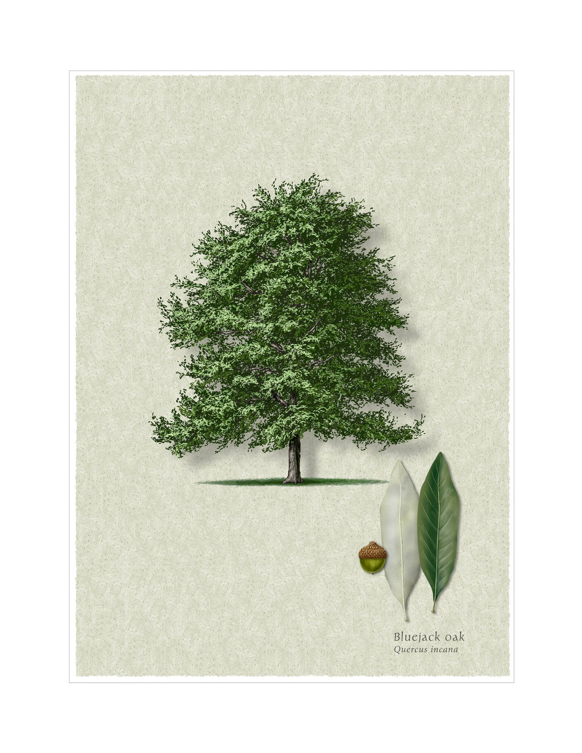 Bluejack Oak botanical illustration by Robert O'Brien