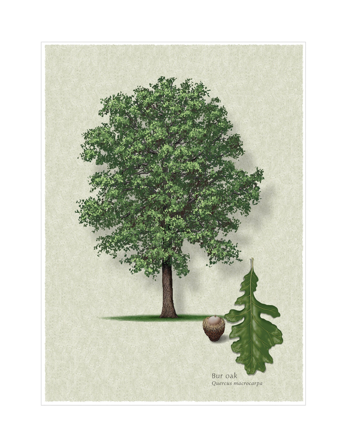 Bur Oak botanical illustration by Robert O'Brien
