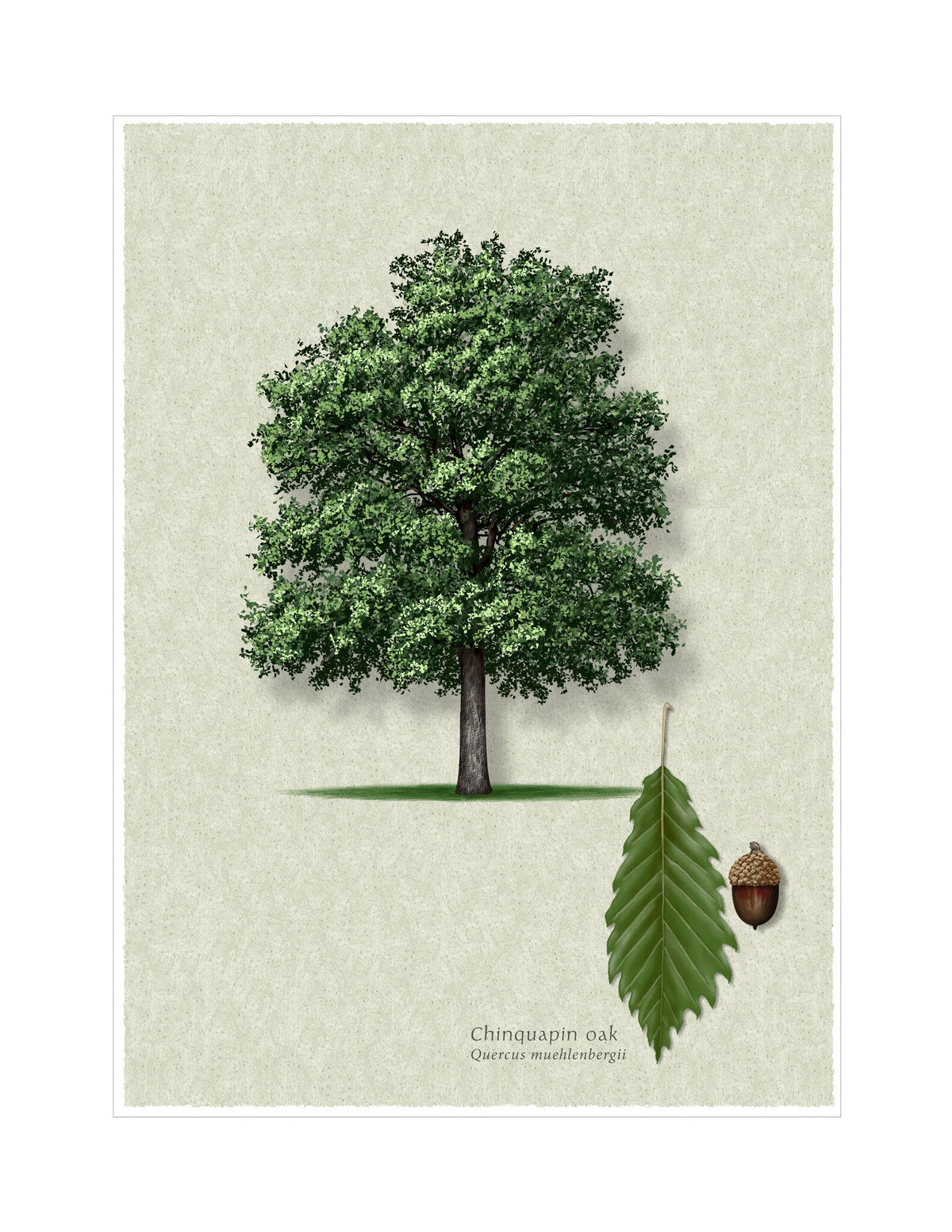 Chinquapin Oak botanical illustration by Robert O'Brien