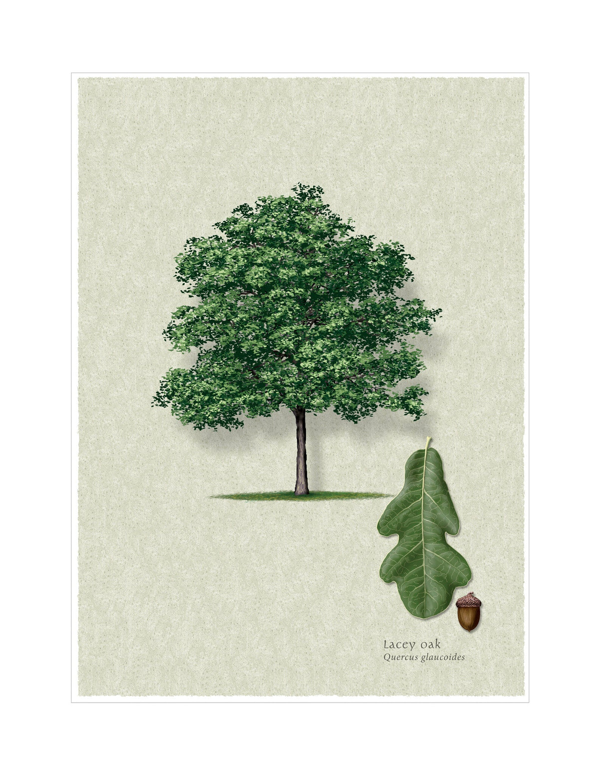 Lacey Oak botanical illustration by Robert O'Brien