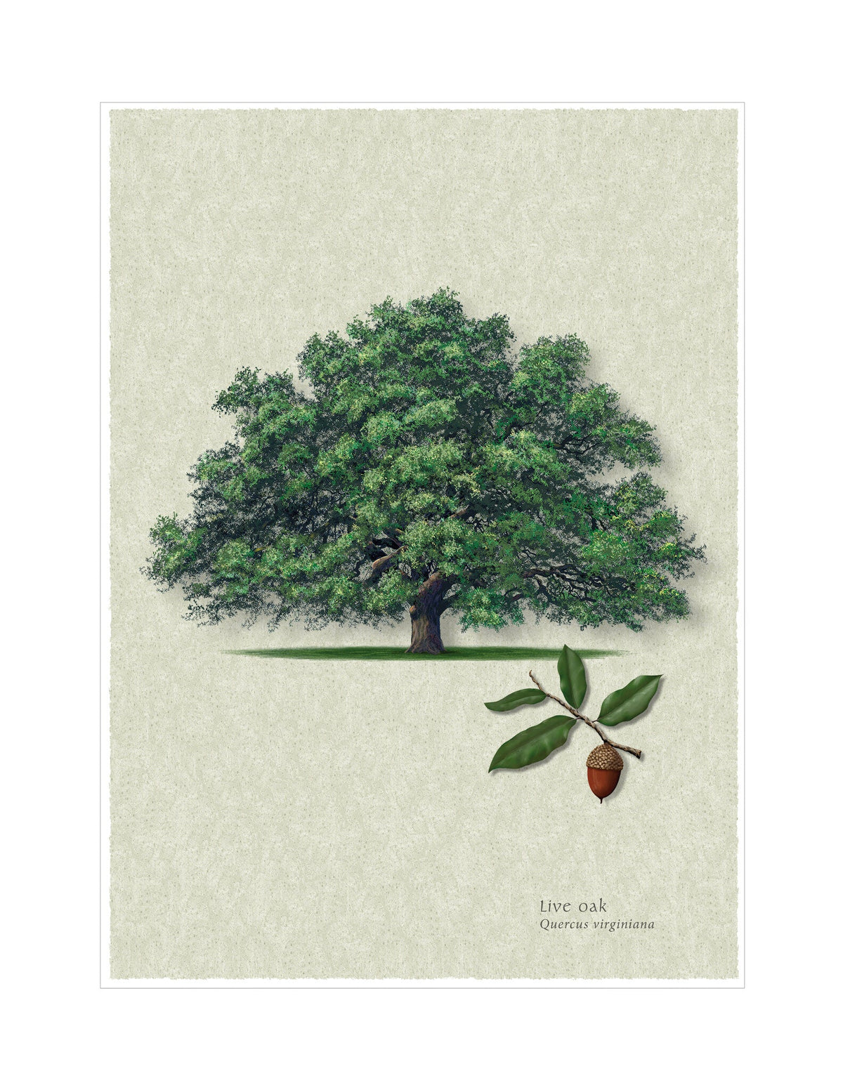 Live Oak botanical illustration by Robert O'Brien