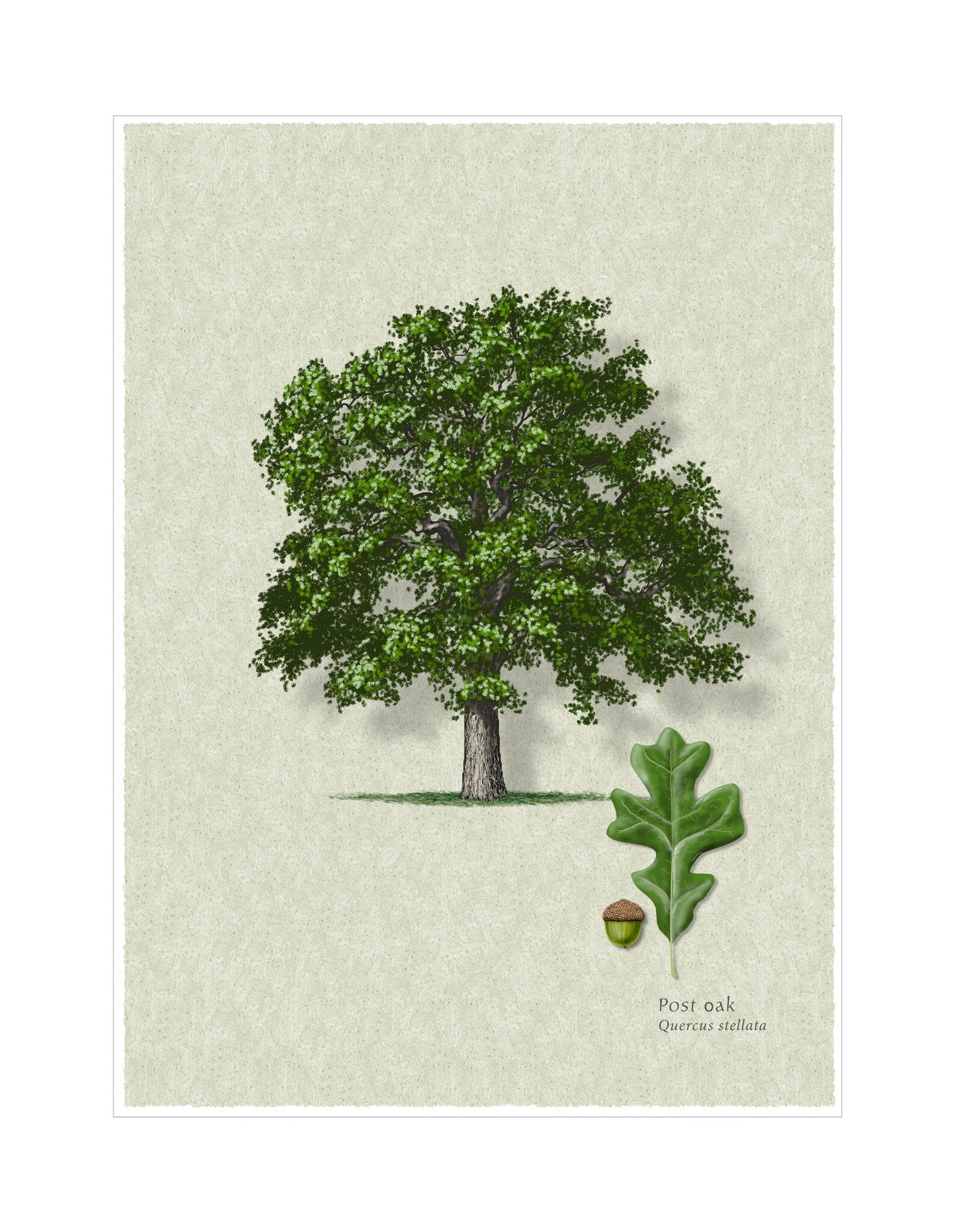 Post Oak botanical illustration by Robert O'Brien