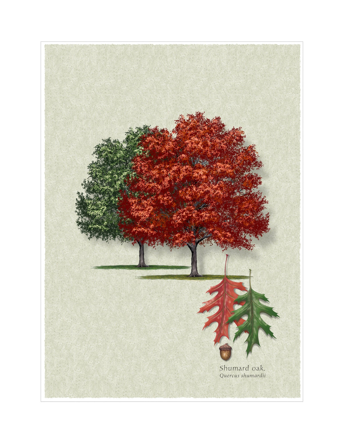 Shumard Oak botanical illustration by Robert O'Brien