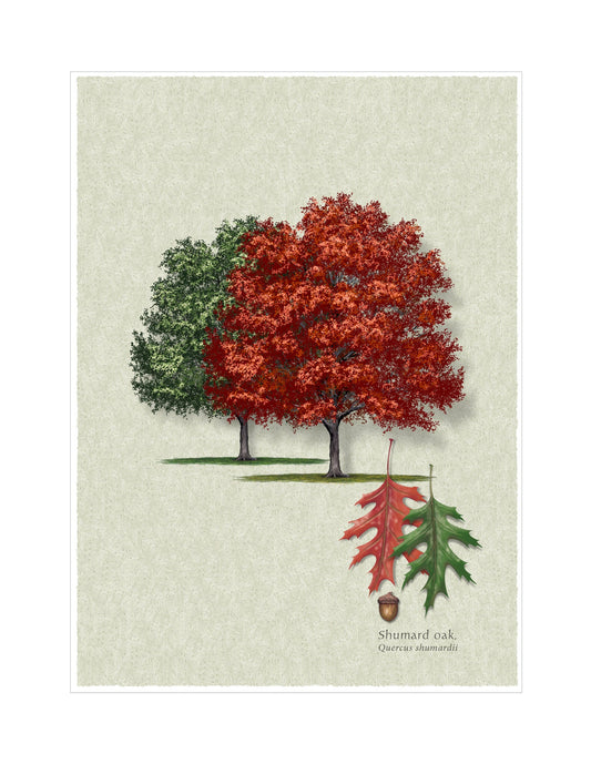 Shumard Oak botanical illustration by Robert O'Brien