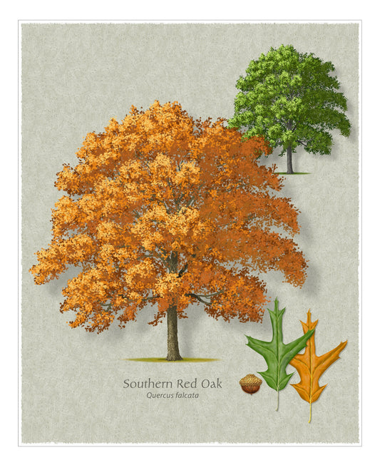 Southern Red Oak botanical illustration by Robert O'Brien