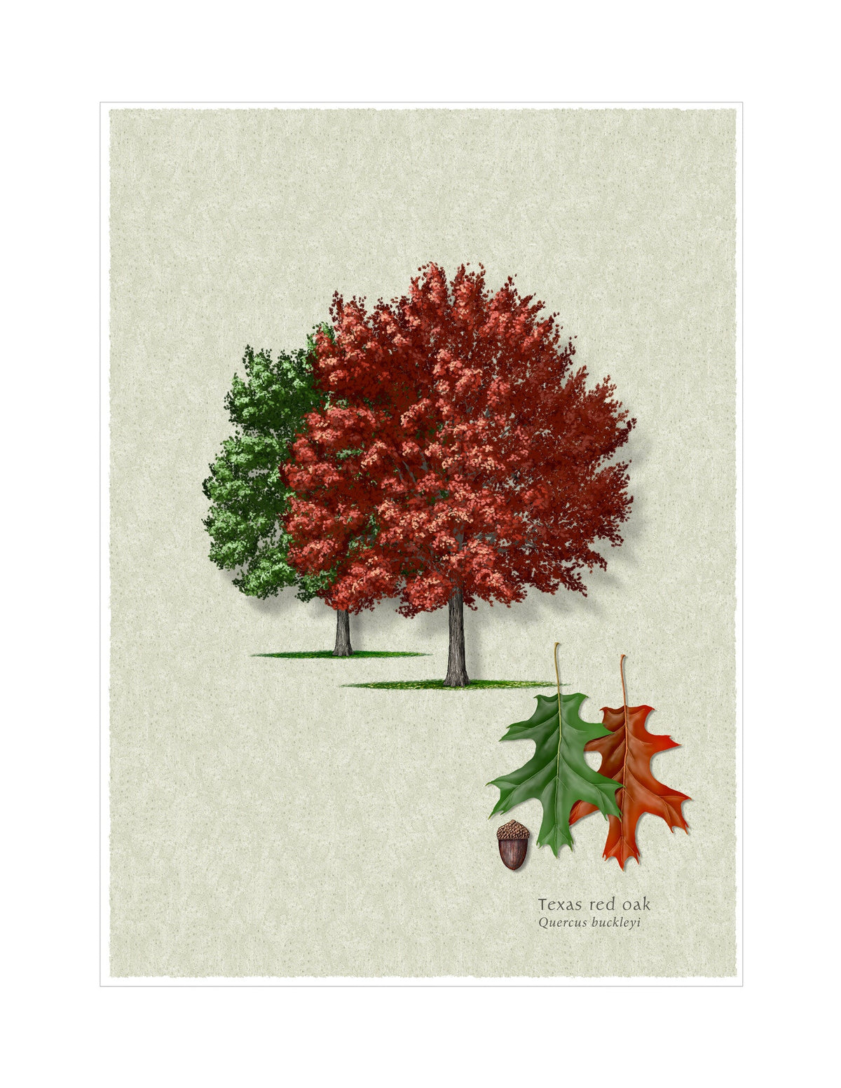 Texas Red Oak botanical illustration by Robert O'Brien