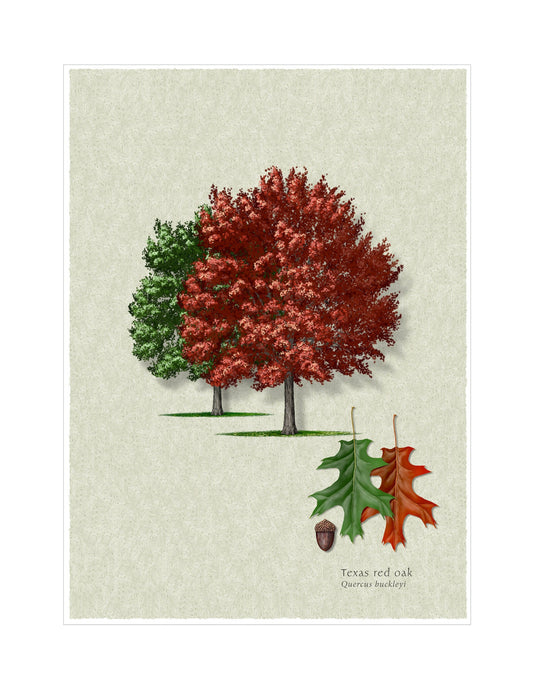 Texas Red Oak botanical illustration by Robert O'Brien