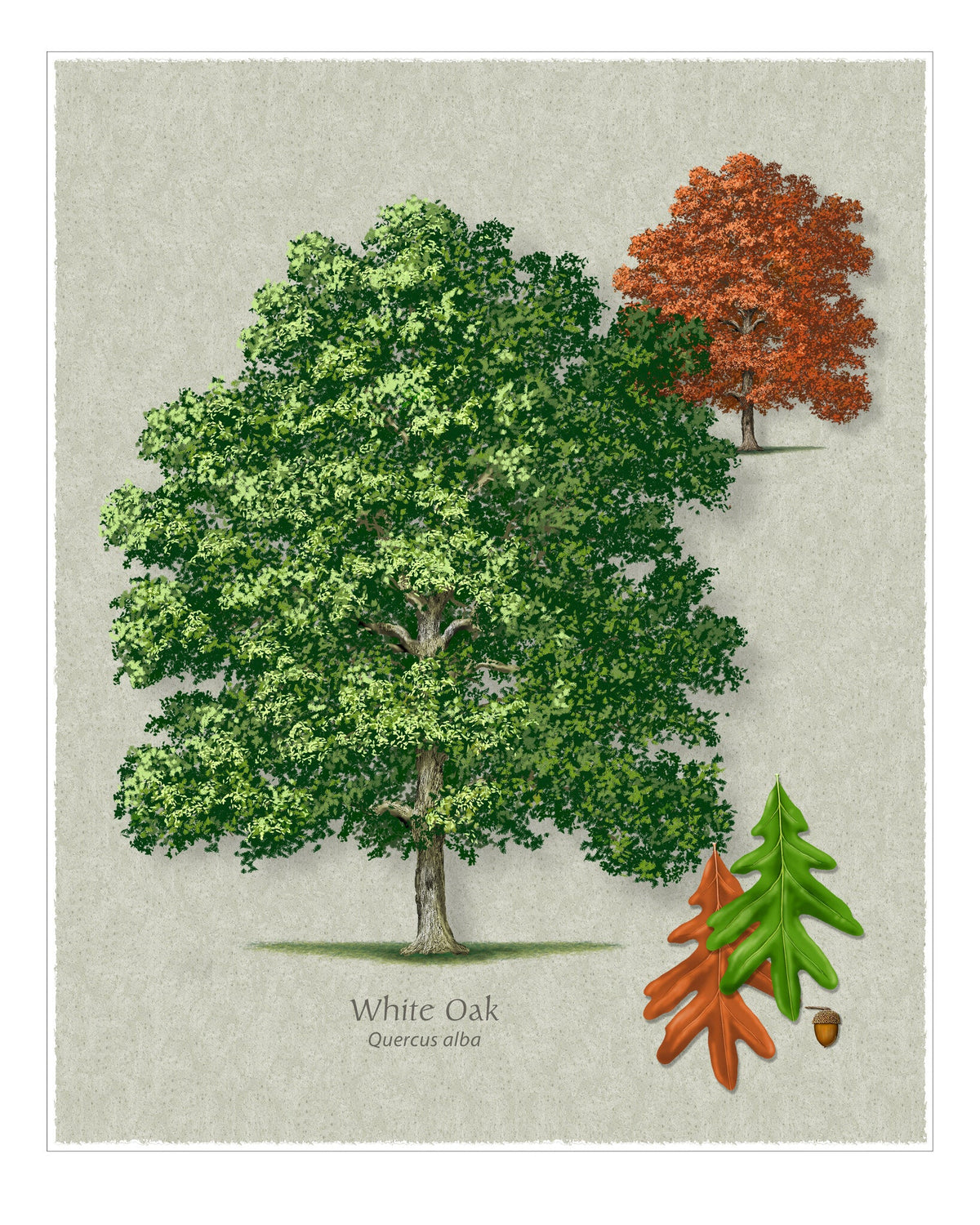 White Oak botanical illustration by Robert O'Brien